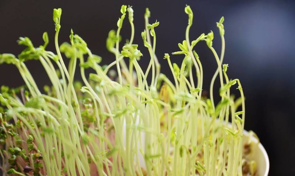春天必吃的5种芽菜,护肝养肾、健脾胃!少吃一