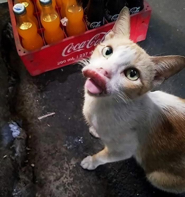 橘猫嘴巴变香肠,舌头伸长嘴唇外翻,医生一句话笑坏主人