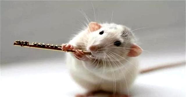 小鸡小狗耳朵彩虹猜成语_看图猜成语(3)