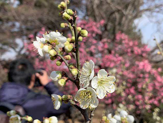 梅花盛放,青岛最美赏梅季来了!