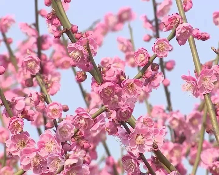 湘潭花事 | 雨湖春日赏花图鉴来了 约吗?