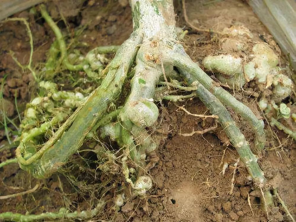 大棚 设施蔬菜中根结线虫的防治方法 大棚西红柿种植管理技术 看点快报