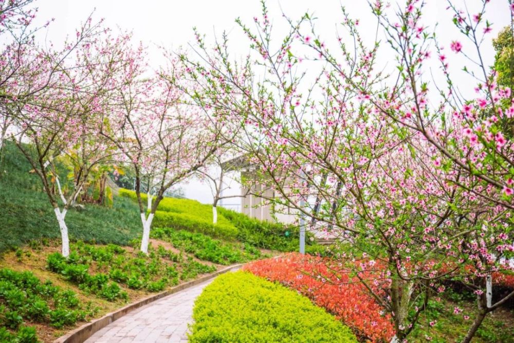 重庆人的踏青圣境了,整个公园到处都是花花草草,五颜六色像极了春天的