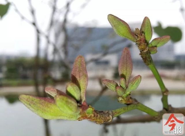 紫荆花花苞待放,花期什么时候?柳州园林科研所开始预测啦!