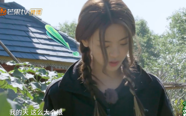 王源杨超越争论不休,莴笋到底吃叶子还是吃根