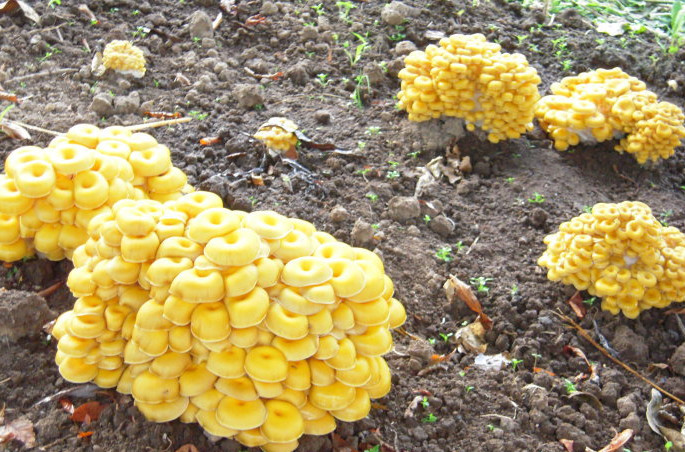 雨后长的一种黄金"野货",它好看还好吃,价值高常食用好处不少