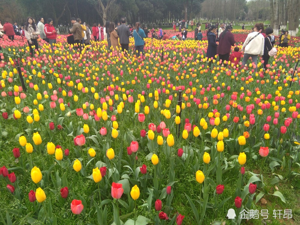 2019株洲钢琴广场郁金香赏花季