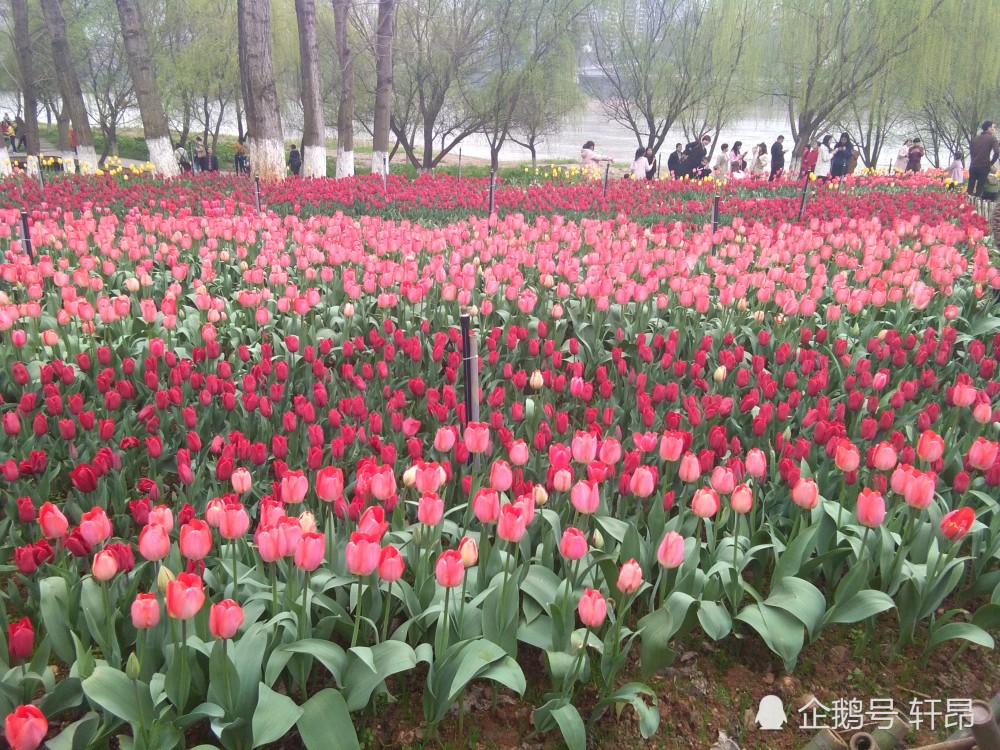 2019株洲钢琴广场郁金香赏花季