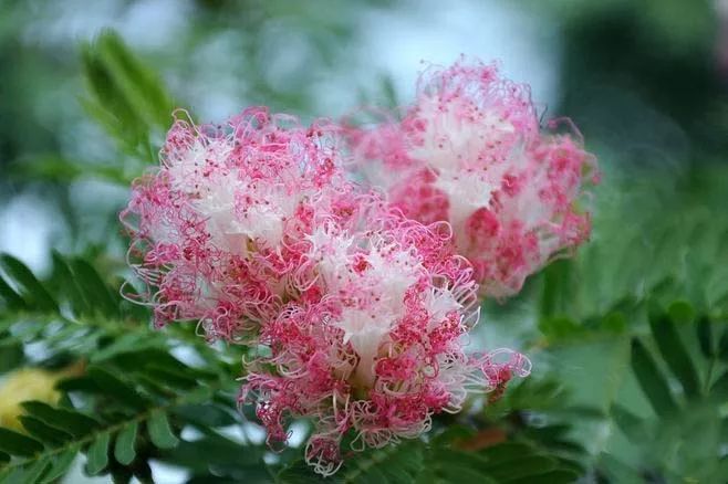 花语:"合欢"寓意"言归于好,合家欢乐"之美意,合欢花象征永远恩爱,两两