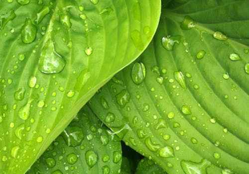 Green是绿色 Hand是手 Green Hand是什么 看点快报