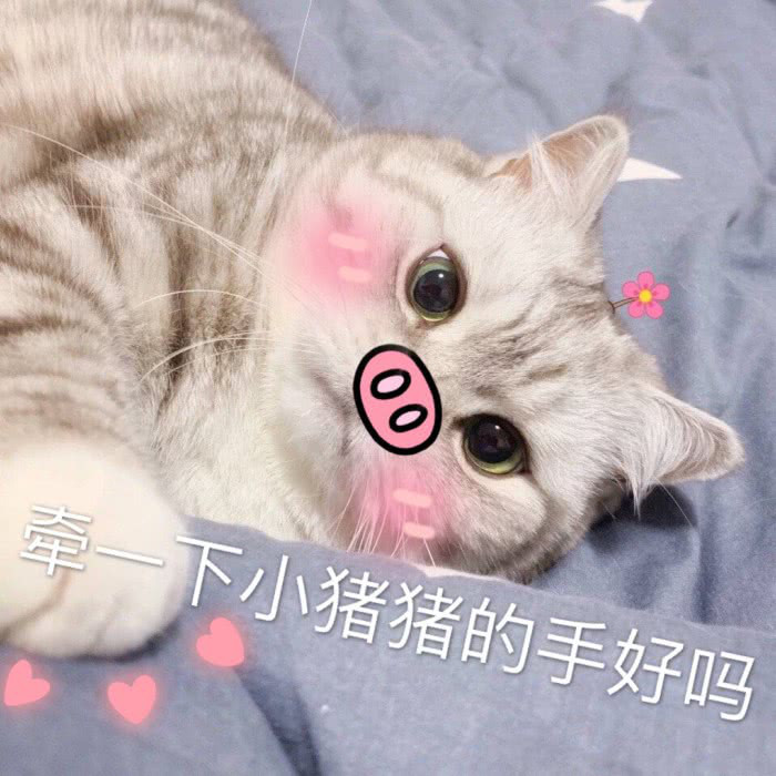 最近火了"超奶思 小奶猫"表情包:牵一下小猪猪的手好