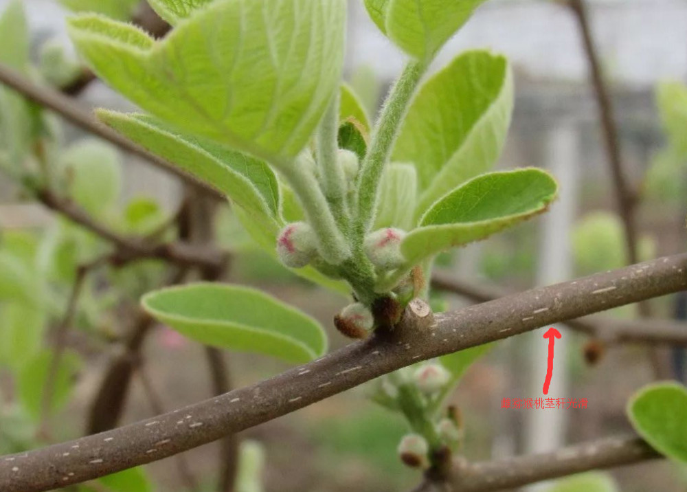 种植猕猴桃,怎样识别,猕猴桃苗木的雌雄植株,需要注意