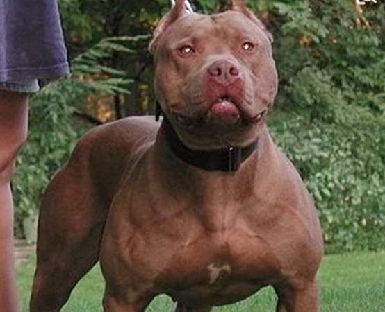 最凶猛的狗排名_世界上最凶猛的狗排名(2)