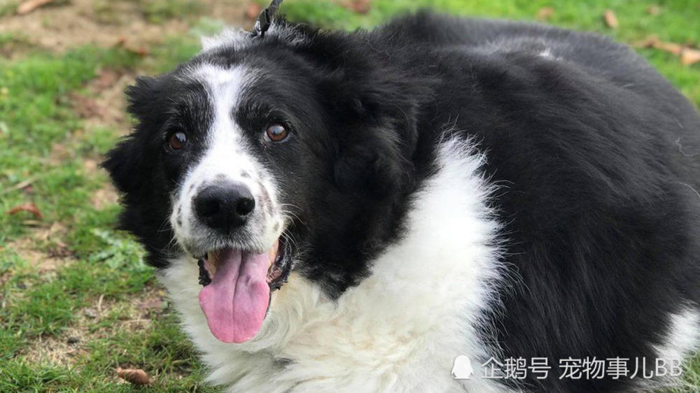 巨大边境牧羊犬重达100斤 主人病重养不起 如今减肥寻找新家 看点快报