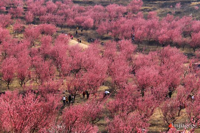 中国醉美梅花谷一宿州萧县王山窝;花醉千心,我在等你相约