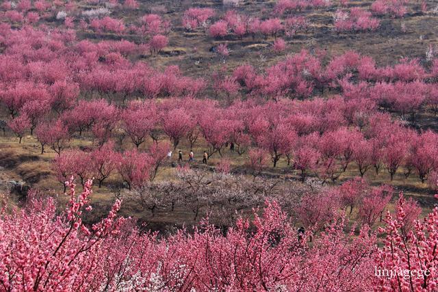 中国醉美梅花谷一宿州萧县王山窝;花醉千心,我在等你相约
