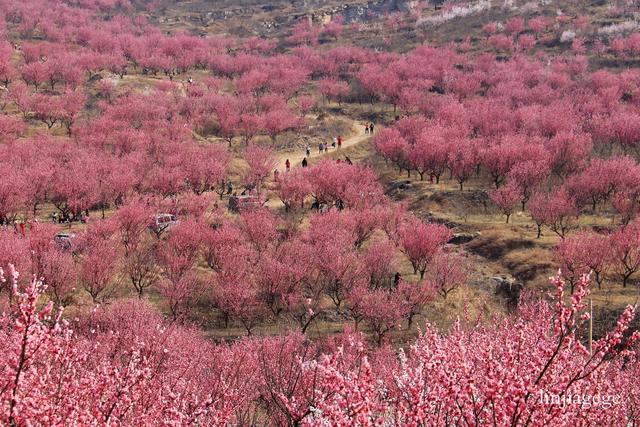 中国醉美梅花谷一宿州萧县王山窝;花醉千心,我在等你相约