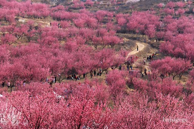 中国醉美梅花谷一宿州萧县王山窝;花醉千心,我在等你相约