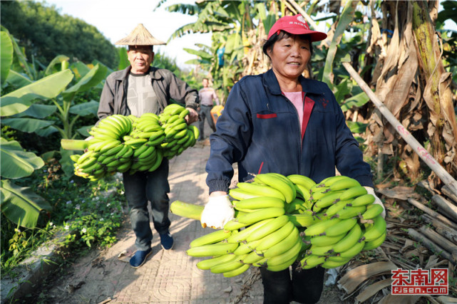漳州天宝：横槊两千多年的国际香蕉帮