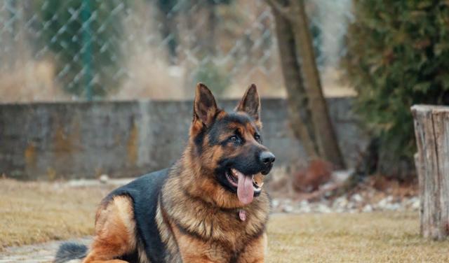 狗追车猜成语_看图猜成语