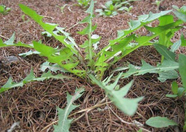 看似野草,却浑身是宝,被誉为植物界的"冬虫夏草",护肝