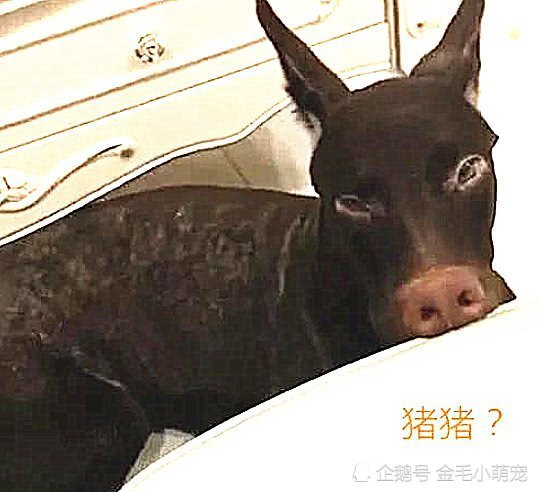 男子家无公狗,母狗却怀孕,小狗长大主人崩溃:它