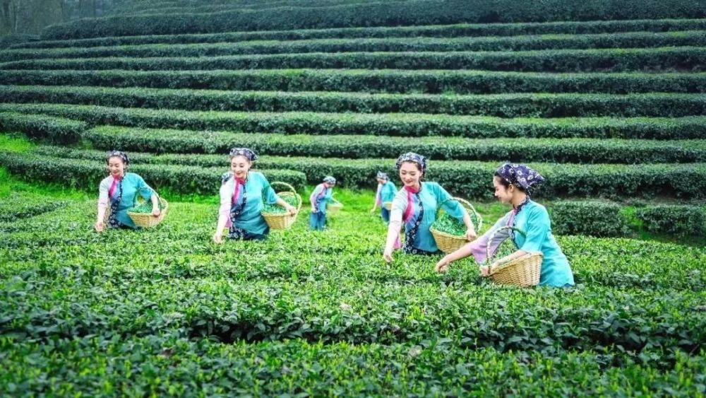 永川茶山竹海采茶节来啦!采下这个春天带回家吧