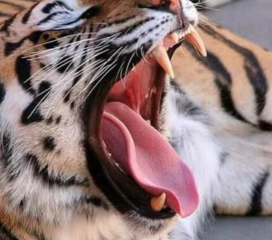 听说老虎的舌头上都是倒刺,那么如果被舔一口会发生