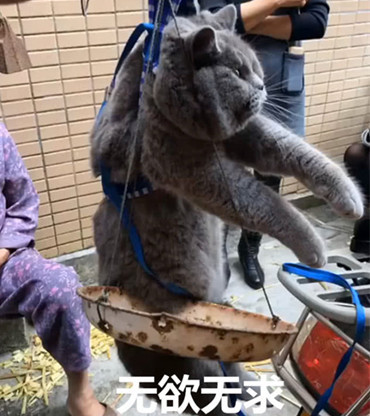 蓝猫胖鼓鼓太过惹眼,结果被抱上原始秤称重,蓝猫内心