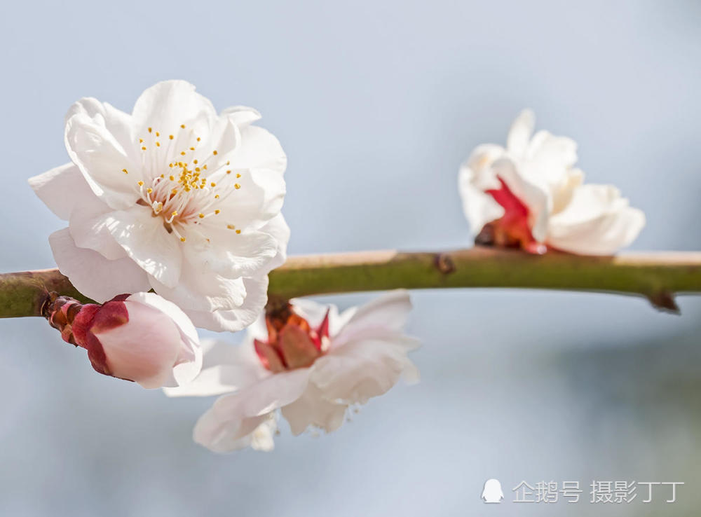 杏花花苞的密度还是可以的.