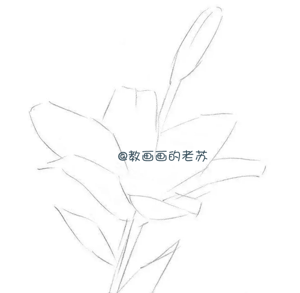 素描手绘百合花,为啥不画一束