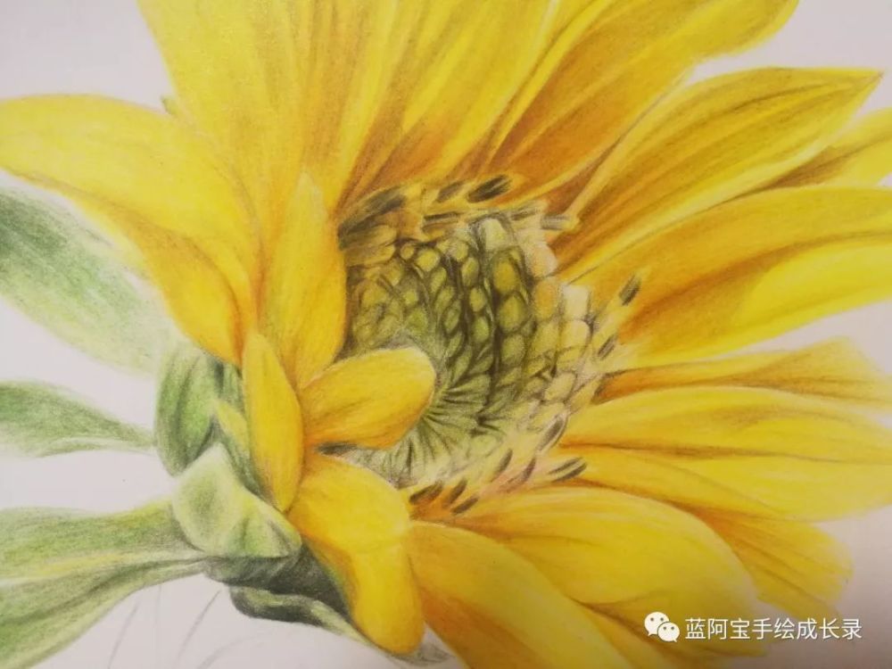 彩铅画 一朵向日葵