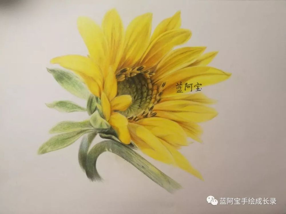 彩铅画 一朵向日葵