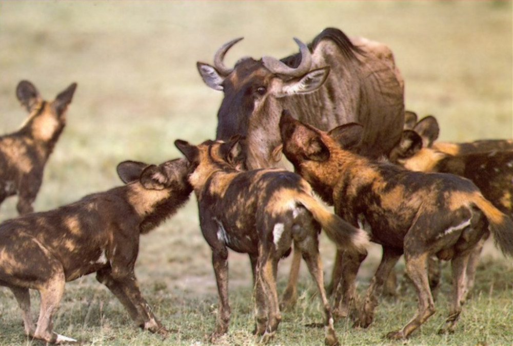 同为掏肛兽,野狗为何如此讨厌鬣狗?见面就是你