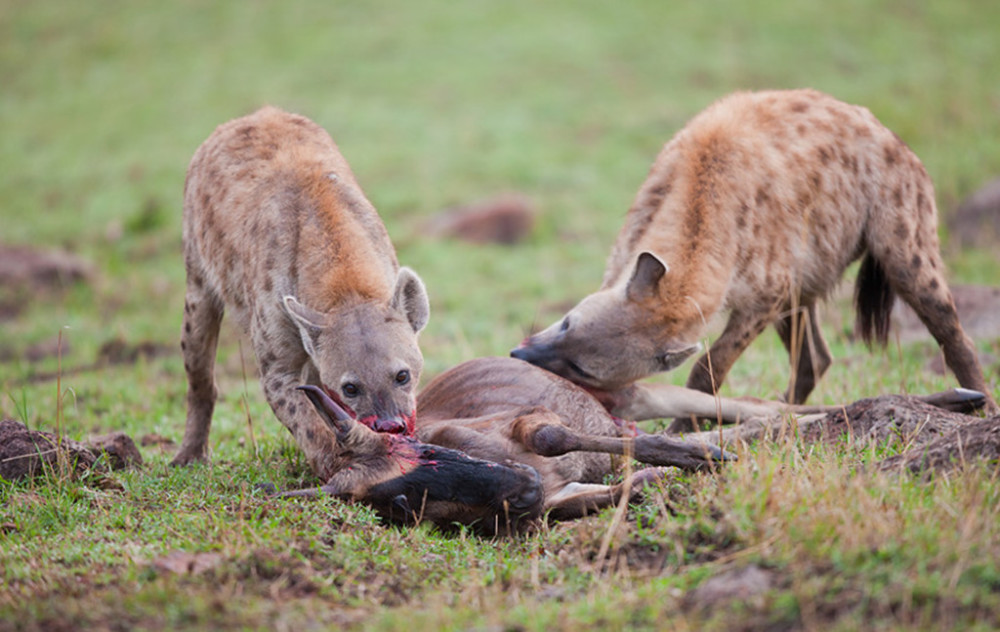 同为掏肛兽,野狗为何如此讨厌鬣狗?见面就是你