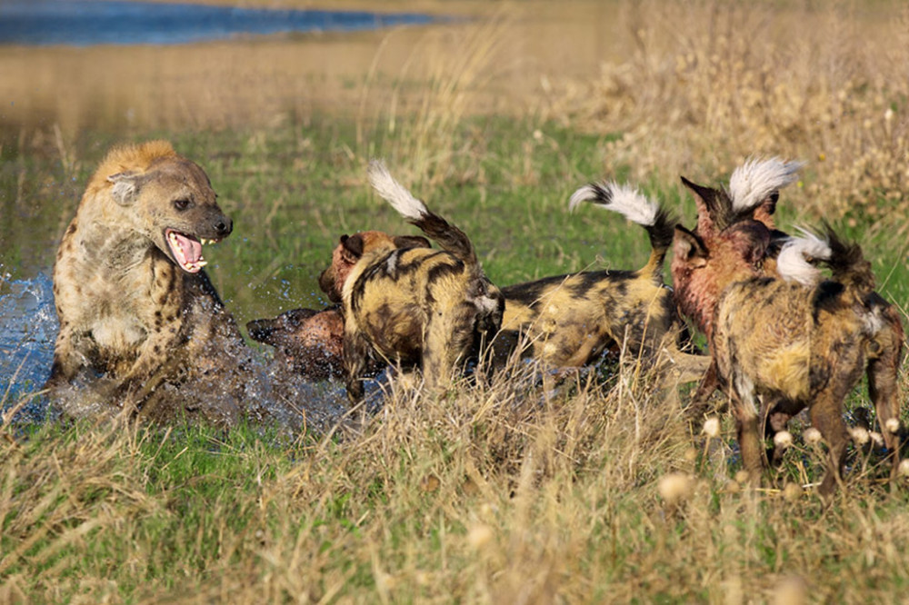 同为掏肛兽,野狗为何如此讨厌鬣狗?见面就是你