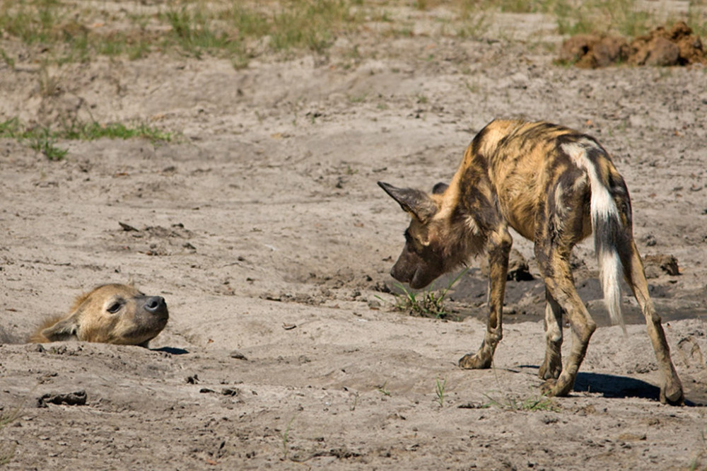 同为掏肛兽,野狗为何如此讨厌鬣狗?见面就是你