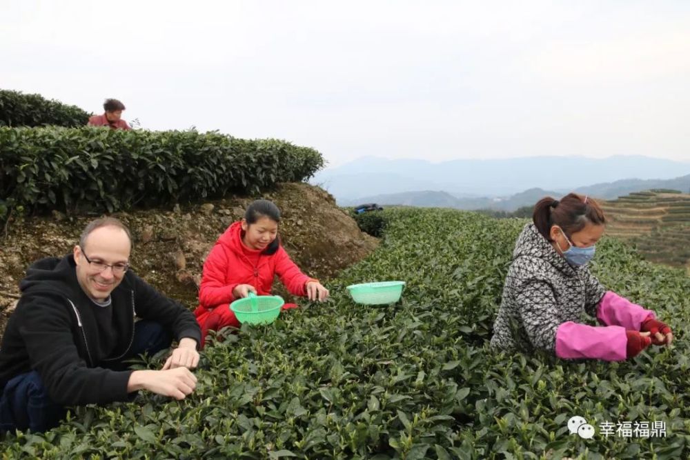 在磻溪镇黄冈村采茶