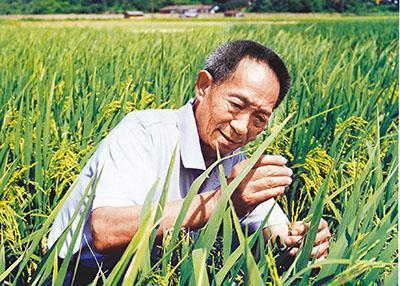 印度没有杂交水稻技术,为啥还能养活那么多人?每年还大量出口!