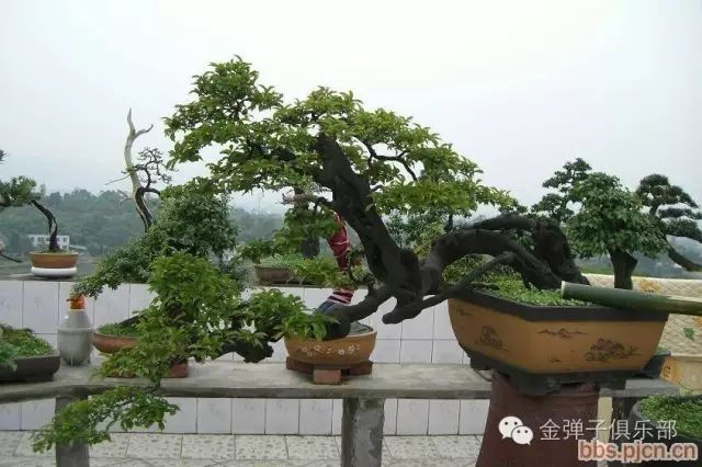 金弹子重庆风格