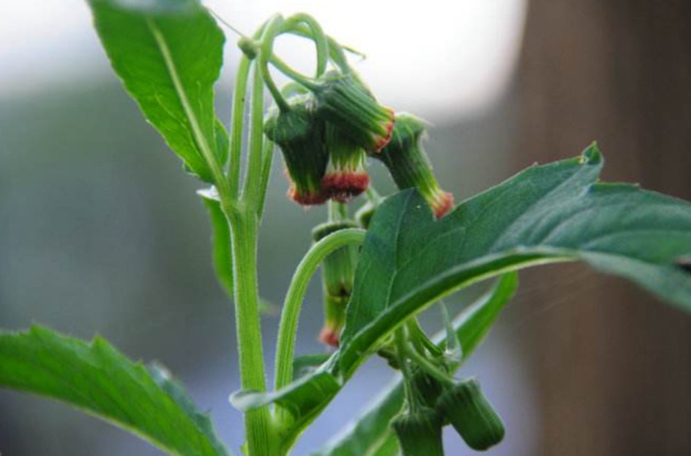 这种农村草药植物野茼蒿 它的嫩茎叶可当蔬菜食用 价值极高 看点快报