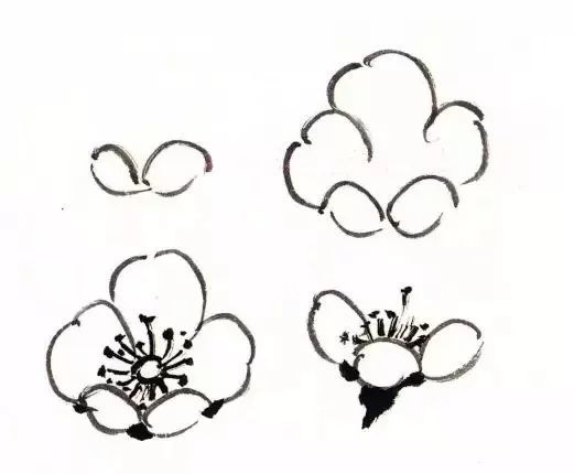 背面的花朵不见花蕊只见花托,梅花的花托与花朵一样,也是五个小瓣