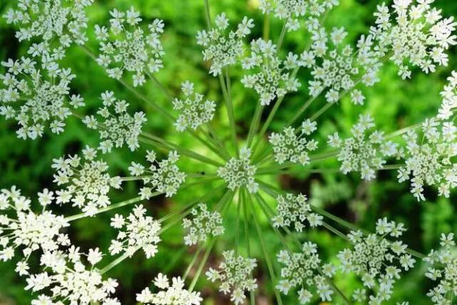 1,江离:江离古又名糜芜,也就是芎,也叫川芎(xiong),香草名,为伞形花