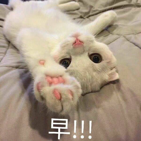 萌猫早啊