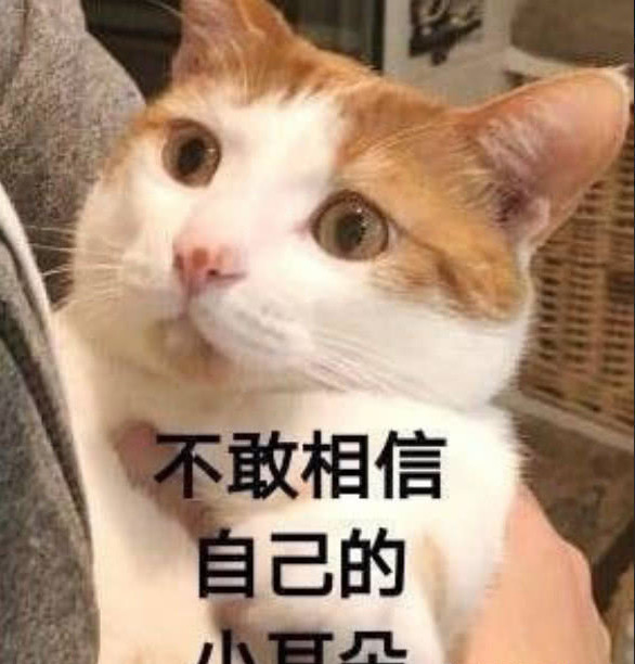 表情包,猫咪