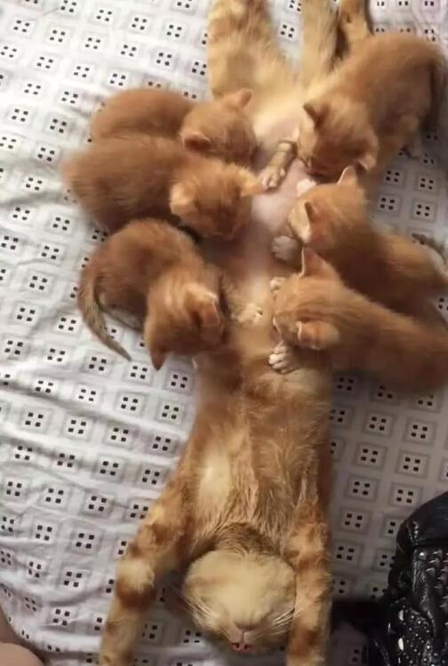 橘猫一胎产下6只猫崽,每次喂奶时表情都是这样表情包不信打我信你图片