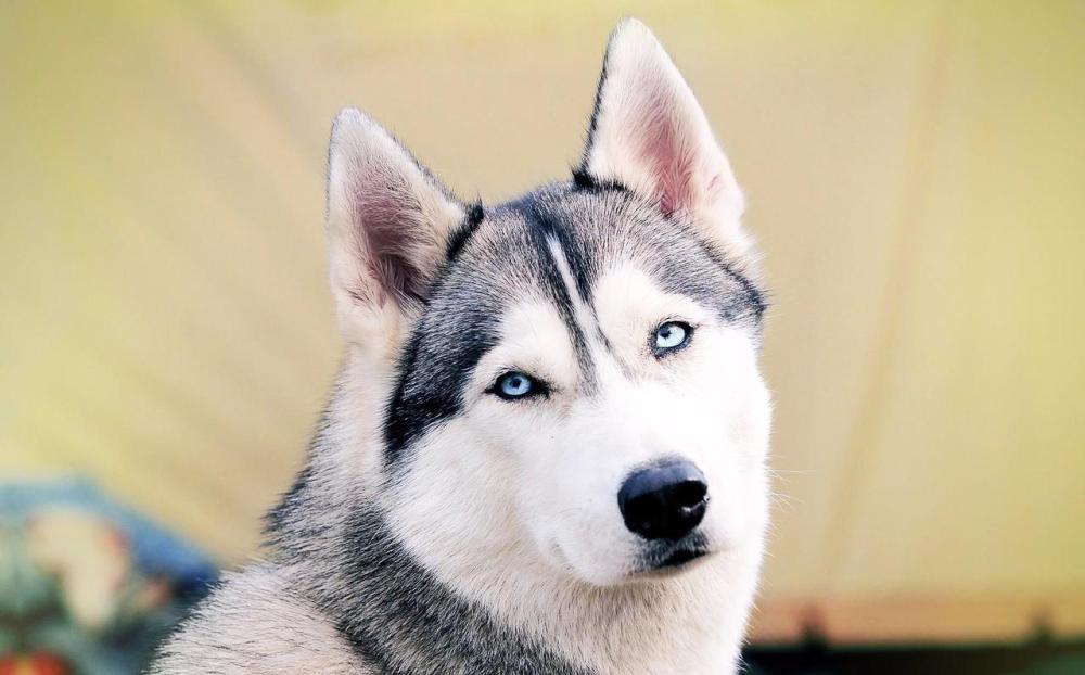 狗狗为什么经常会突然学狼叫?原因有5个,最后