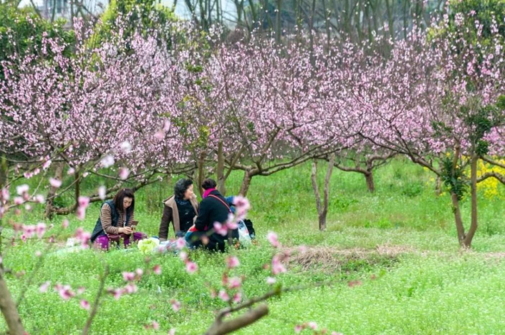 温江这3个春意盎然的赏花好去处,你都去过吗?