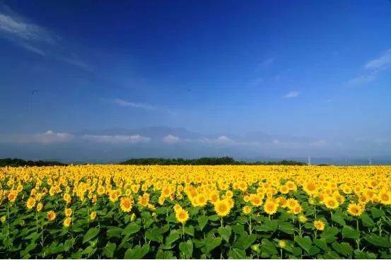 是7月北海道最美的风景以及充满夏天气息的向日葵最明亮鲜艳,充满活力