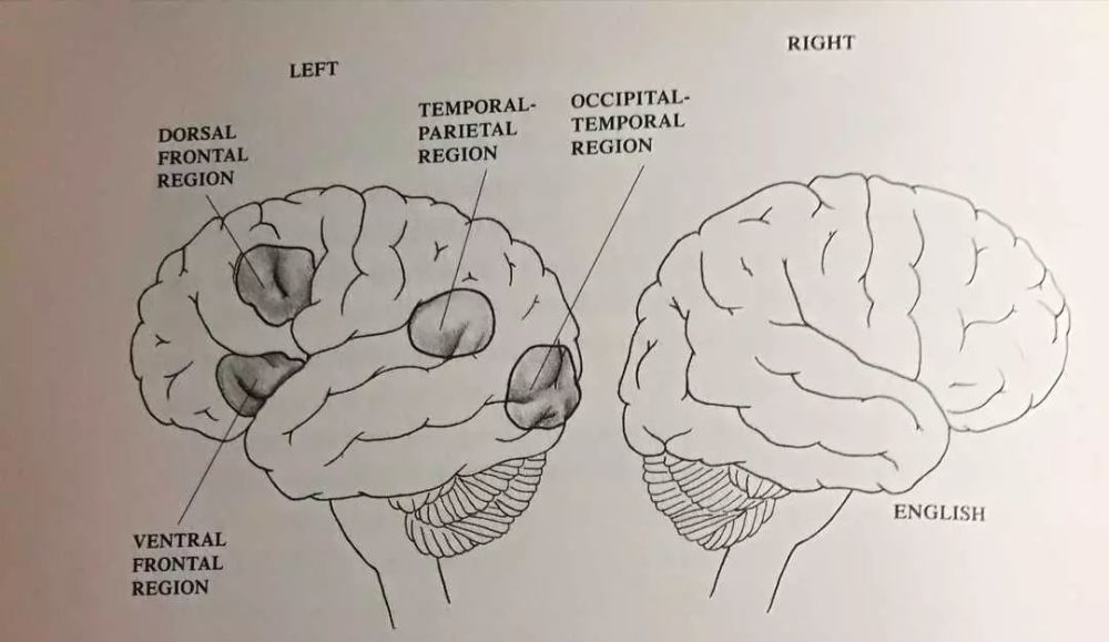 脑科学实验揭开孩子不爱阅读的真相读书人的大脑与普通人截然不同